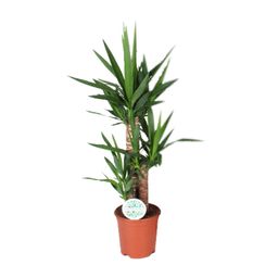 Yucca (15939)