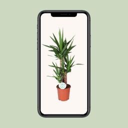 Yucca (15939)
