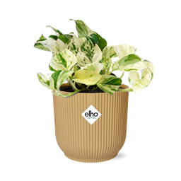 Epipremnum Pinnatum Happy Leaf in ELHO Vibes Fold 14cm geel (21680)