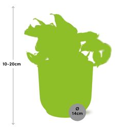 Epipremnum Pinnatum Happy Leaf in ELHO Vibes Fold 14cm geel (21680)