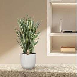 Sansevieria Laurentii - 100 cm - ø35 (8721055691419)