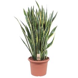 Sansevieria Laurentii - 100 cm - ø35 (8721055691419)