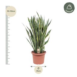 Sansevieria Laurentii - 100 cm - ø35 (8721055691419)