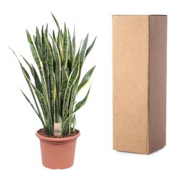 Sansevieria Laurentii - 100 cm - ø35 (8721055691419)