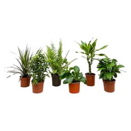 Verrassingsbox - 6 planten - 20-40 cm - Ø12 (8721055697244)