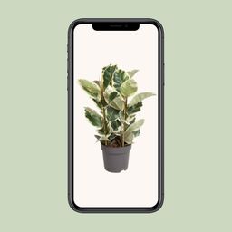 Ficus Elastica Tineke (12093)