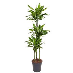 Dracaena Golden Coast - 160 cm - ø24 (8721055692386)