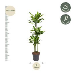 Dracaena Golden Coast - 160 cm - ø24 (8721055692386)