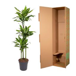 Dracaena Golden Coast - 160 cm - ø24 (8721055692386)