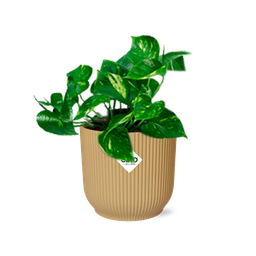 Epipremnum Pinnatum ‘Aureum’ in ELHO Vibes Fold 14cm geel (21678)