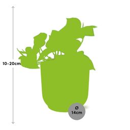 Epipremnum Pinnatum ‘Aureum’ in ELHO Vibes Fold 14cm geel (21678)