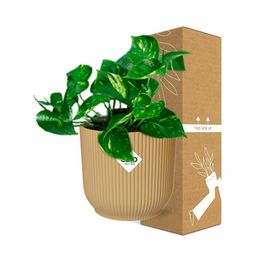 Epipremnum Pinnatum ‘Aureum’ in ELHO Vibes Fold 14cm geel (21678)