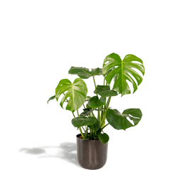 Monstera Deliciosa- ↨80cm - Ø21cm + Pot Mayk Lead (8720634289955)