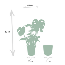 Monstera Deliciosa- ↨80cm - Ø21cm + Pot Mayk Lead (8720634289955)