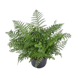 Asplenium Parvati (9747)