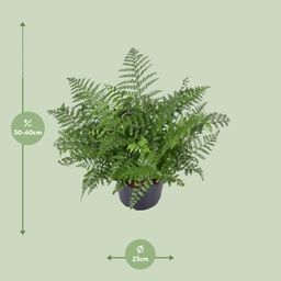 Asplenium Parvati (9747)