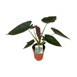 Alocasia Wentii (8653)