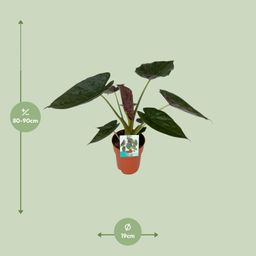 Alocasia Wentii (8653)