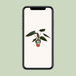Alocasia Wentii (8653)