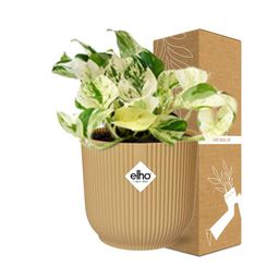 Epipremnum Pinnatum Happy Leaf in ELHO Vibes Fold 14cm geel (21680)