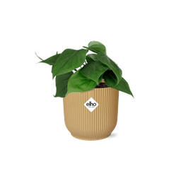 Philodendron Scandens in ELHO Vibes Fold 14cm geel (21685)