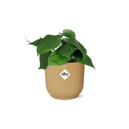 Philodendron Scandens in ELHO Vibes Fold 14cm geel (21685)