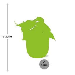 Philodendron Scandens in ELHO Vibes Fold 14cm geel (21685)