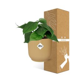 Philodendron Scandens in ELHO Vibes Fold 14cm geel (21685)
