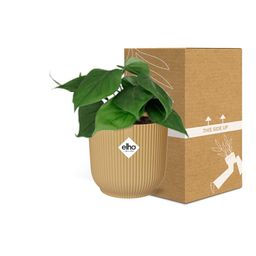 Philodendron Scandens in ELHO Vibes Fold 14cm geel (21685)