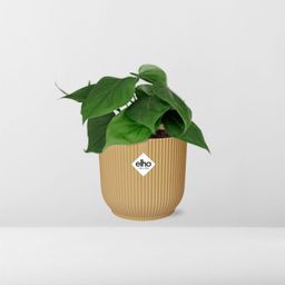 Philodendron Scandens in ELHO Vibes Fold 14cm geel (21685)