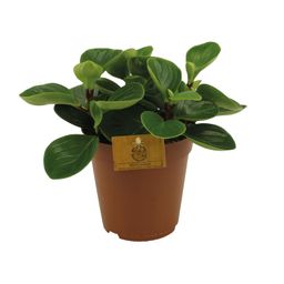 Peperomia Red Canyon (13004)