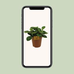 Peperomia Red Canyon (13004)