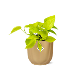 Epipremnum Pinnatum ‘Golden Pothos’ in ELHO Vibes Fold 14cm geel (21679)