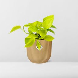 Epipremnum Pinnatum ‘Golden Pothos’ in ELHO Vibes Fold 14cm geel (21679)