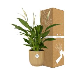Spathiphyllum 12 Cm Torelli in ELHO Vibes Fold 14cm geel (21689)