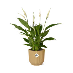 Spathiphyllum 12 Cm Torelli in ELHO Vibes Fold 14cm geel (21689)