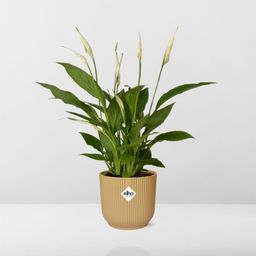 Spathiphyllum 12 Cm Torelli in ELHO Vibes Fold 14cm geel (21689)