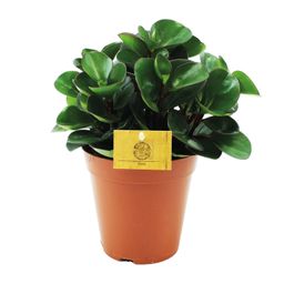 Peperomia Burning Bush (12964)