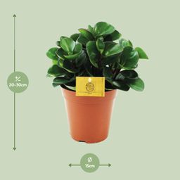 Peperomia Burning Bush (12964)