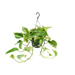 Epipremnum Marble Queen - Scindapsus - - Ø15 - ↨25cm (8720634284561)