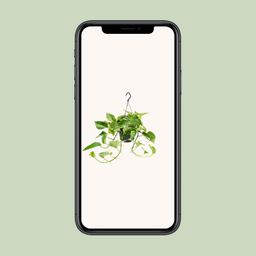 Epipremnum Marble Queen - Scindapsus - - Ø15 - ↨25cm (8720634284561)