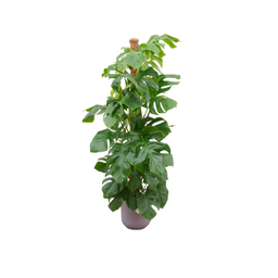 Combi deal - Monstera Pertusum XL inclusief elho Jazz Round lila Ø26 - 150 cm (8721055698357)