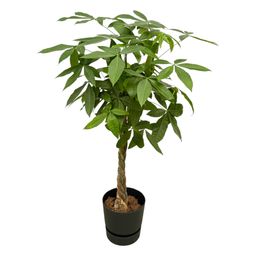 Pachira Aquatica inclusief elho Greenville Round zwart (8721081601390)