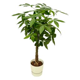 Pachira Aquatica inclusief elho Greenville Round wit (8721081601444)