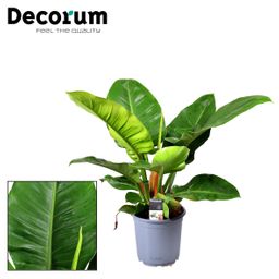 Philodendron Imperial Green (16236)