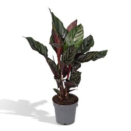 Calathea Ornata (8720634287647)