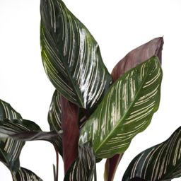 Calathea Ornata (8720634287647)