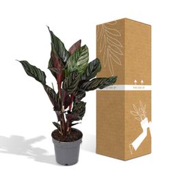 Calathea Ornata (8720634287647)