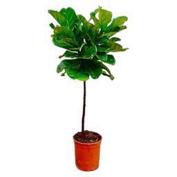 Ficus Lyrata stam - 140 cm - ø24 (8721055691846)