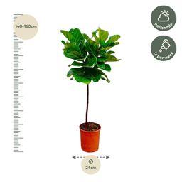 Ficus Lyrata stam - 140 cm - ø24 (8721055691846)